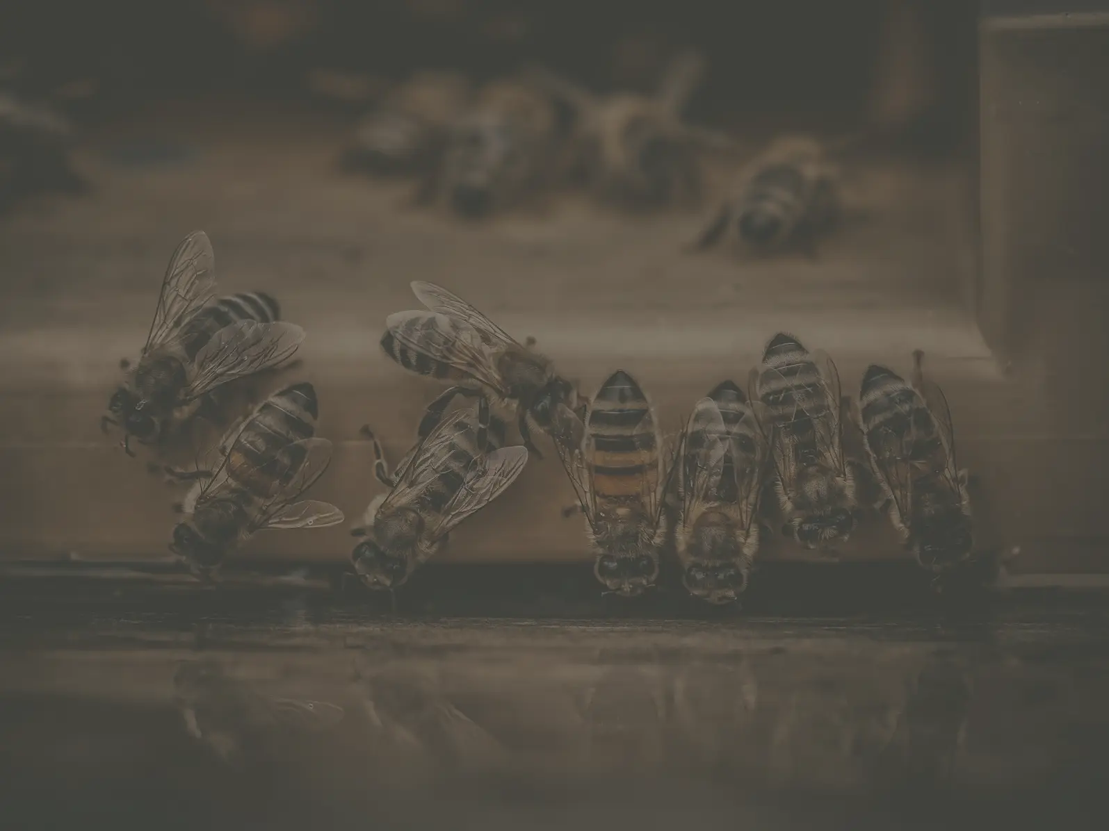 Découvrir Nectar & Co Abeilles