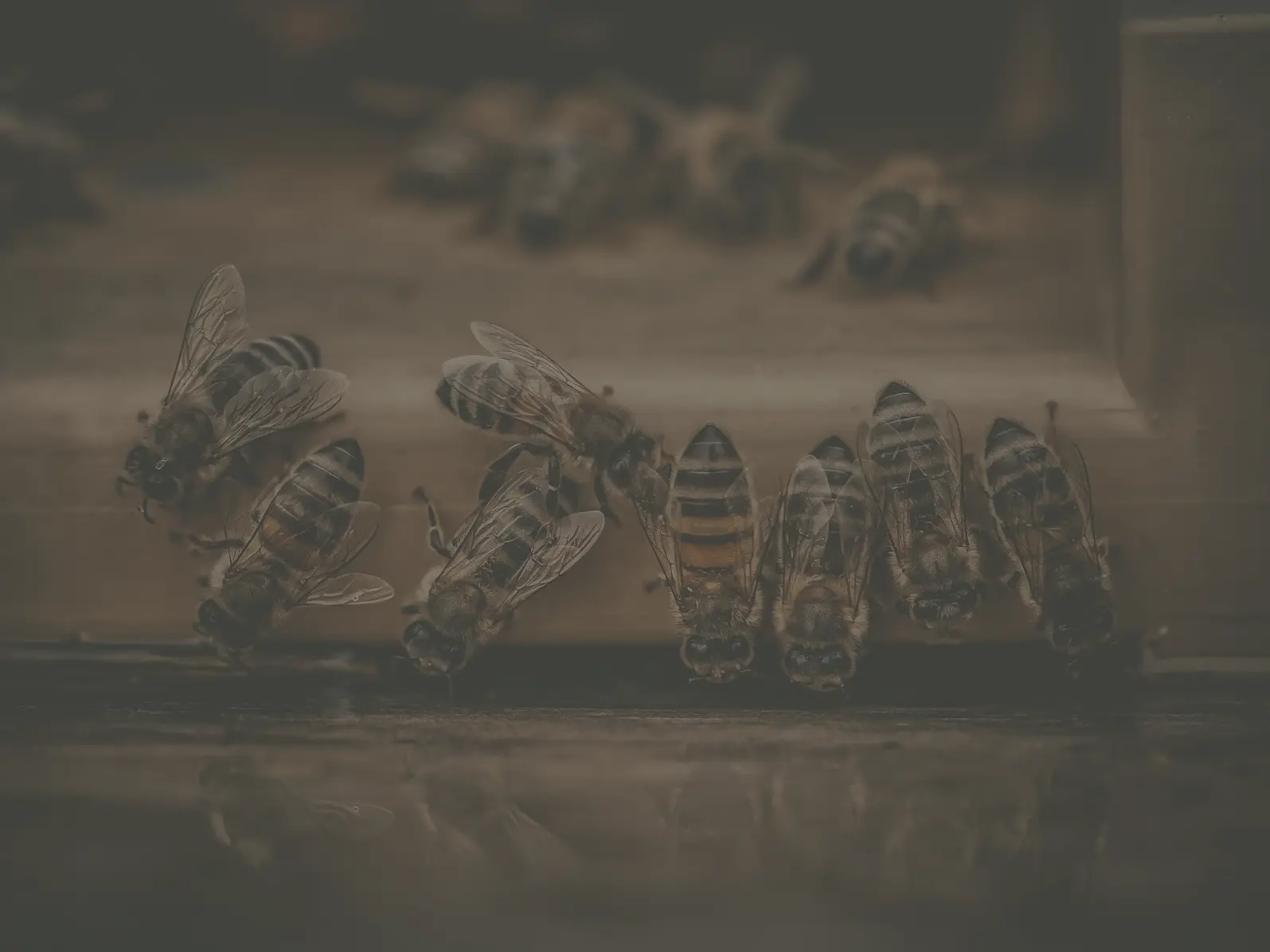 Découvrir Nectar & Co Abeilles